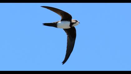 Alpine Swift