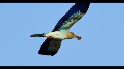 European Roller