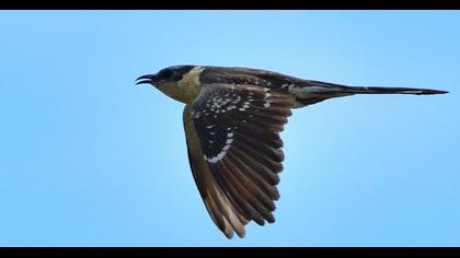 Great Spotted Cuckoo