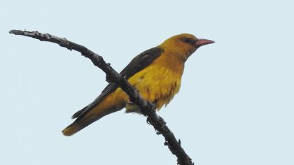 Eurasian Golden Oriole