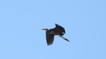 Purple Heron
