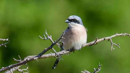 Red-backed Shrike