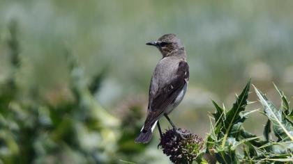 Northern Wheatear