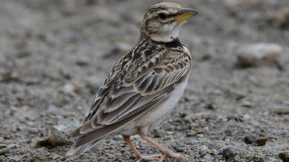 Bimaculated Lark