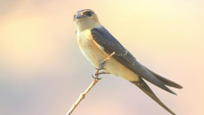 Red-rumped Swallow