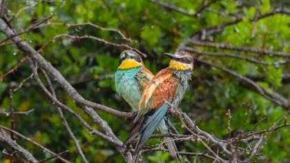 European Bee-eater