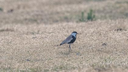 Spur-winged Lapwing