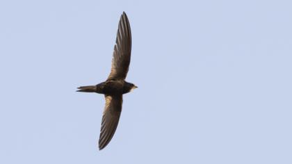 Common Swift