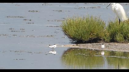 Little Tern