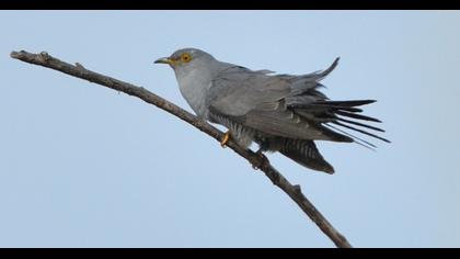 Common Cuckoo