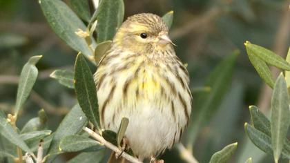 European Serin