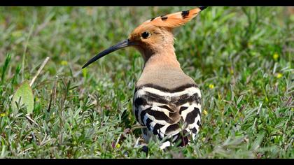 Eurasian Hoopoe