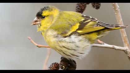 Eurasian Siskin