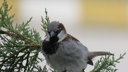 House Sparrow