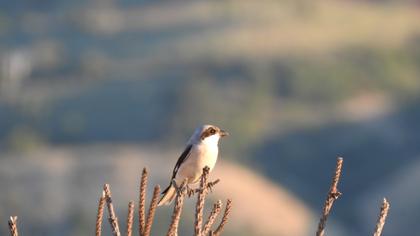 Lesser Grey Shrike