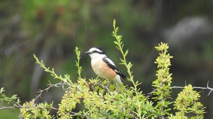 Masked Shrike
