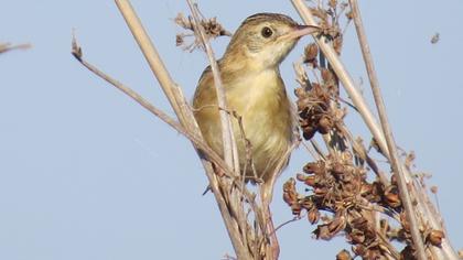 Zitting Cisticola