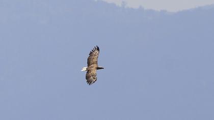White-tailed Eagle