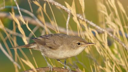 Olive-tree Warbler