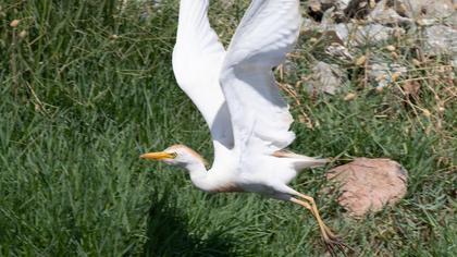 Western Cattle Egret