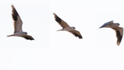 Black-winged Kite
