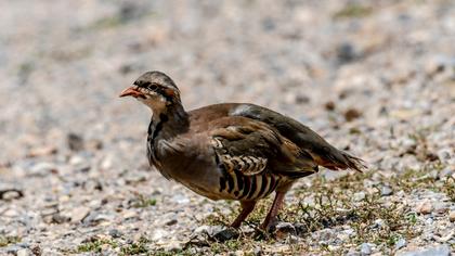Chukar Partridge