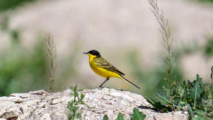 Western Yellow Wagtail