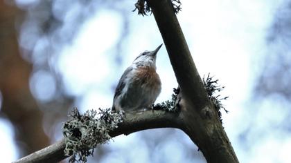 Krüper`s Nuthatch
