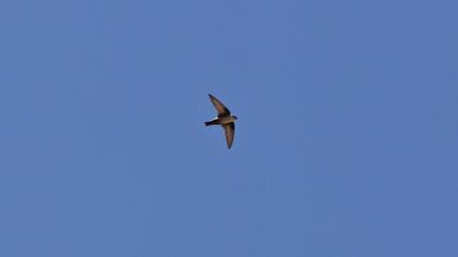 Eurasian Crag Martin