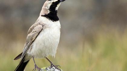 Horned Lark