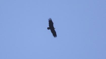 Cinereous Vulture