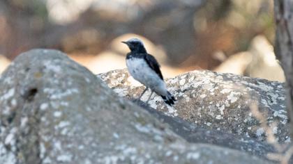Finsch`s Wheatear