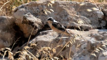 Black-eared Wheatear
