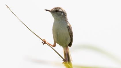 Delicate prinia