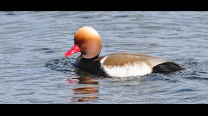 Red-crested Pochard