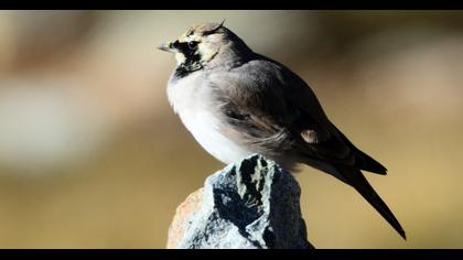 Horned Lark