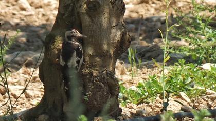 Syrian Woodpecker