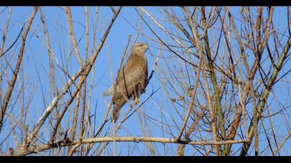 Common Buzzard