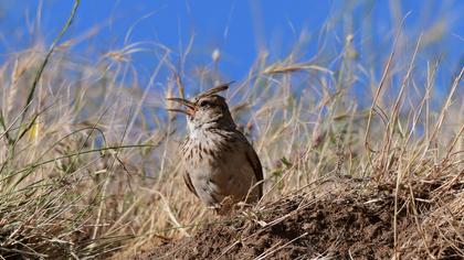 Crested Lark