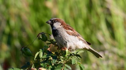 House Sparrow