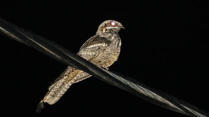 European Nightjar