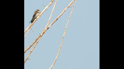 Sand Martin