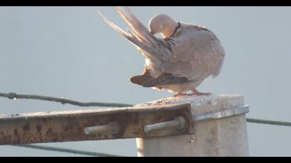 Eurasian Collared Dove