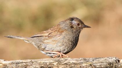 Dunnock