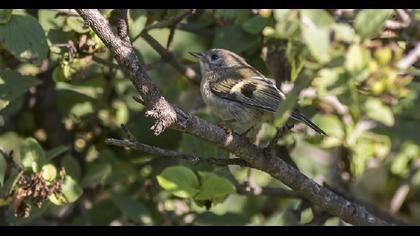 Goldcrest