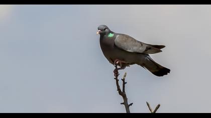 Stock Dove