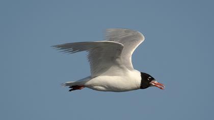 Mediterranean Gull