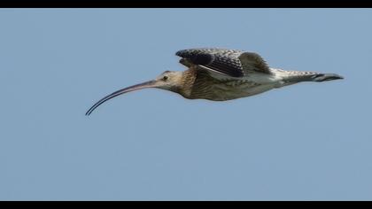 Eurasian Curlew