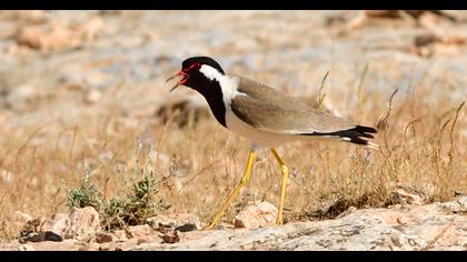 Red-wattled Lapwing
