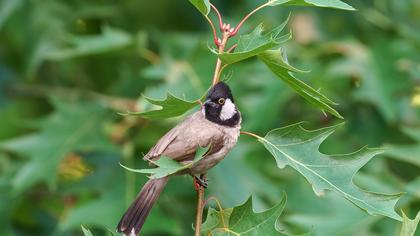 White-eared Bulbul